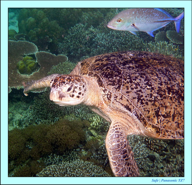 2011 - 08 - Borneo - Sipadan 118